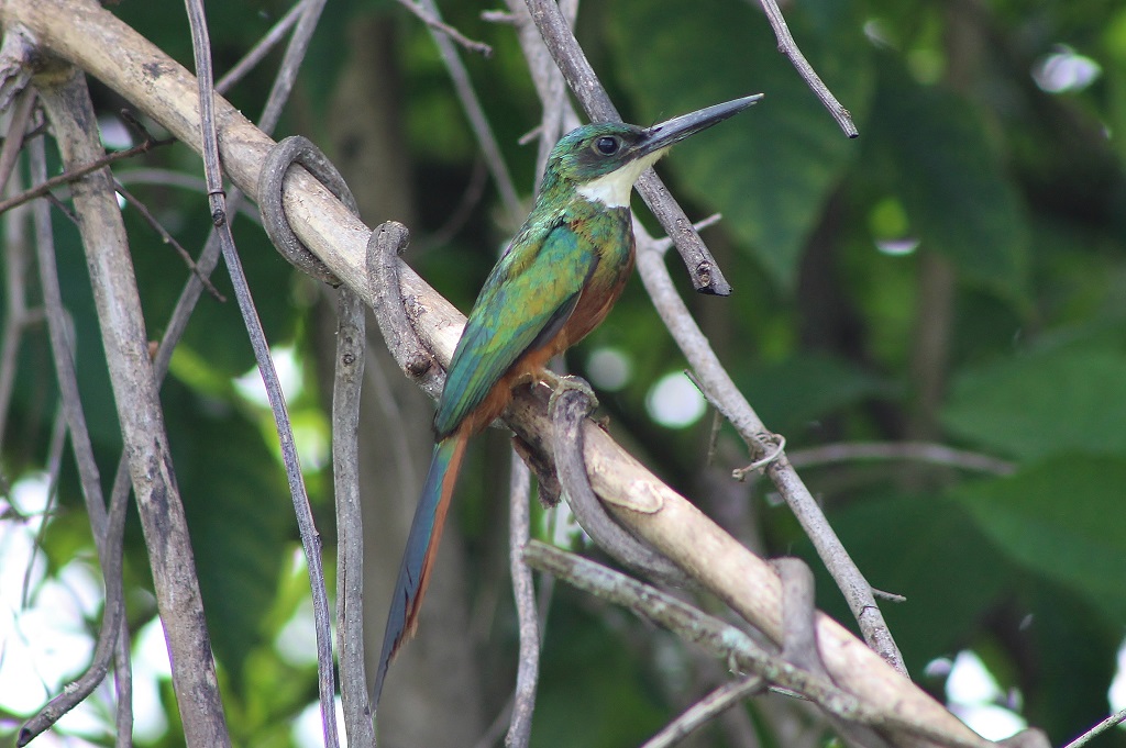 Rufous - tailed Jacamar (male)