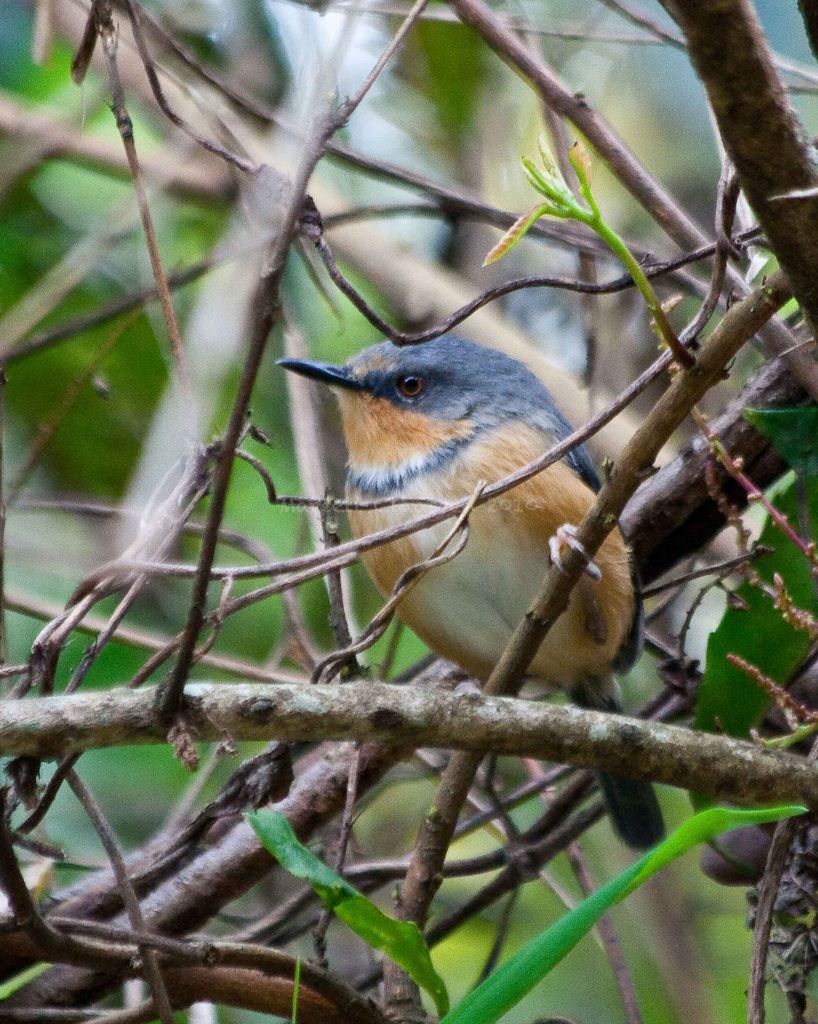 Ruwenzori Apalis