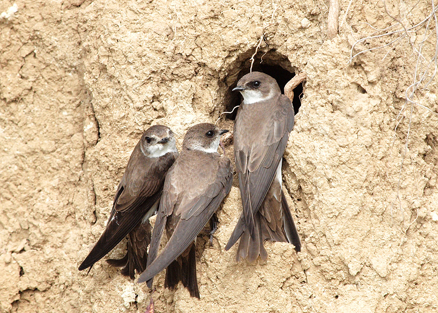 Sand Martins