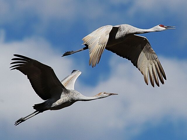 Sandhill Cranes - A moment in time