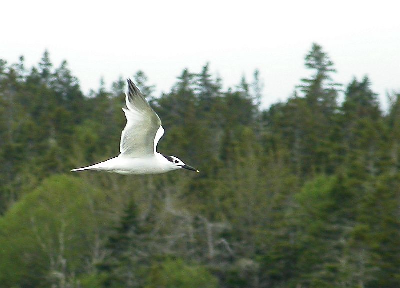 Sandwich tern - NS rarity