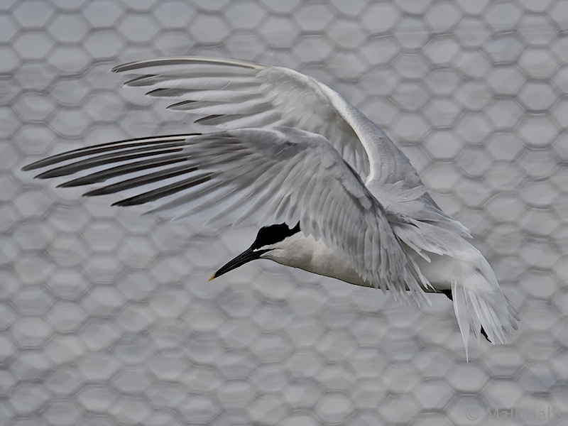 Sandwich Tern