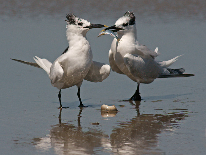 Sandwich Terns (adult and juvenile)