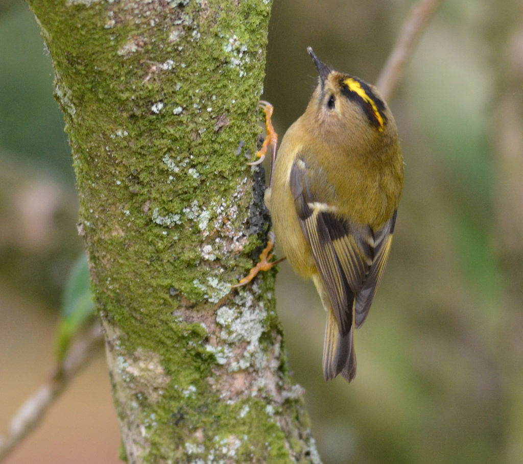 Sao Miguel Goldcrest