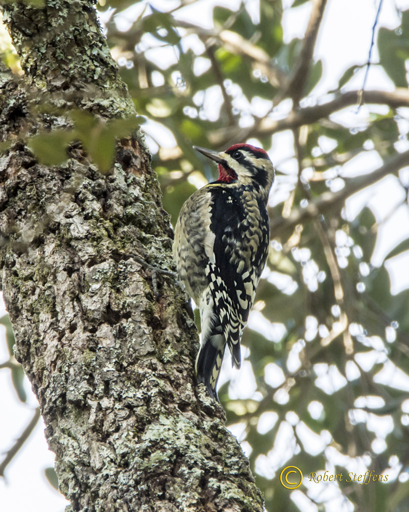 Sapsucker