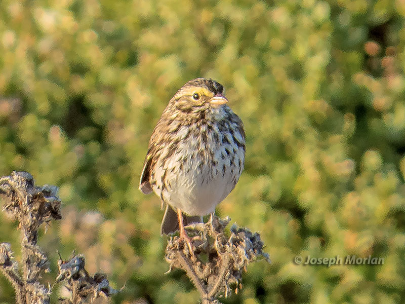 Savannah Sparrow