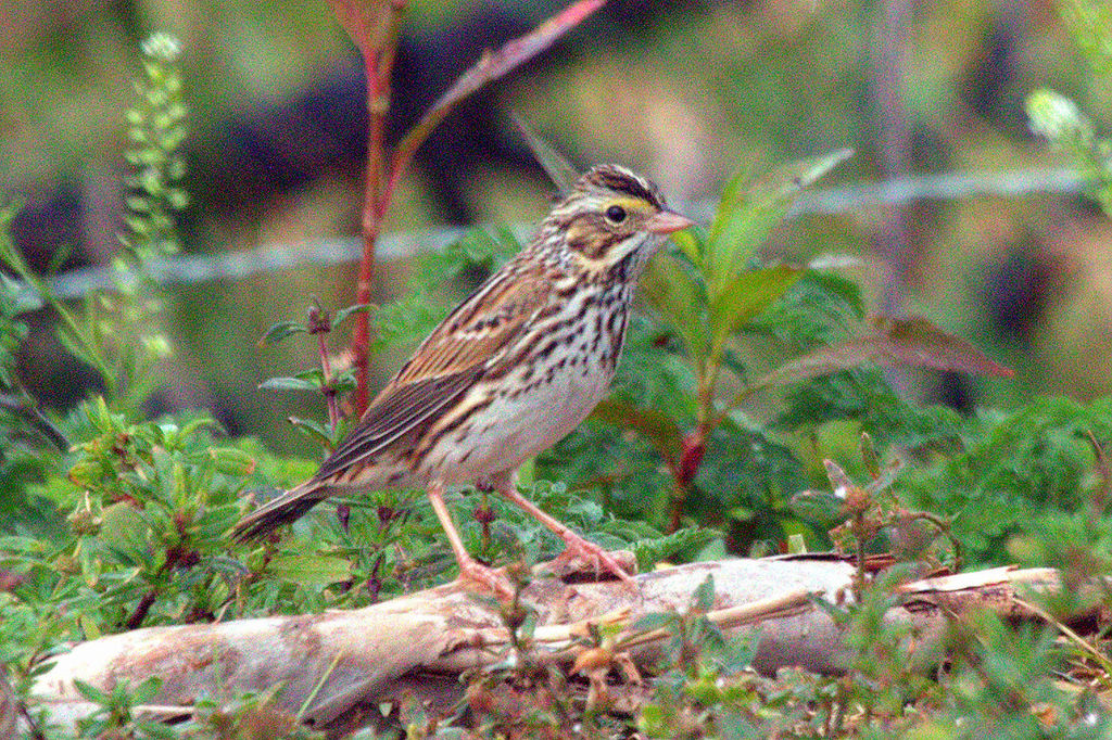 Savannah Sparrow