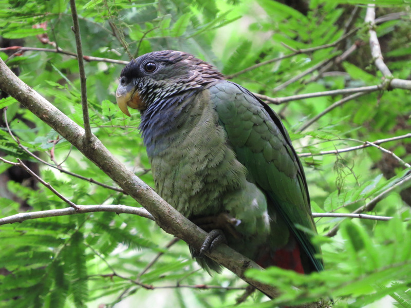 Scaly-headed Parrot