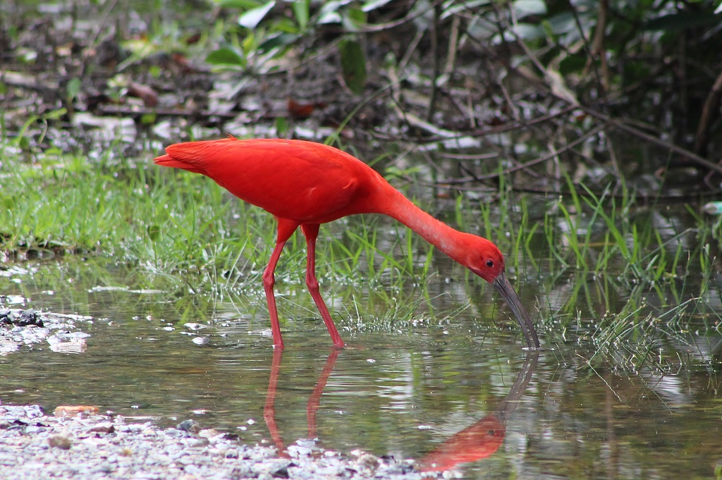 Scarlet Ibis