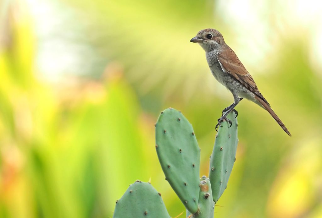 scilance of the sunbirds