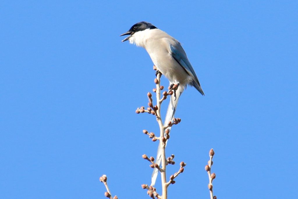 Scolding Azure-winged Magpie