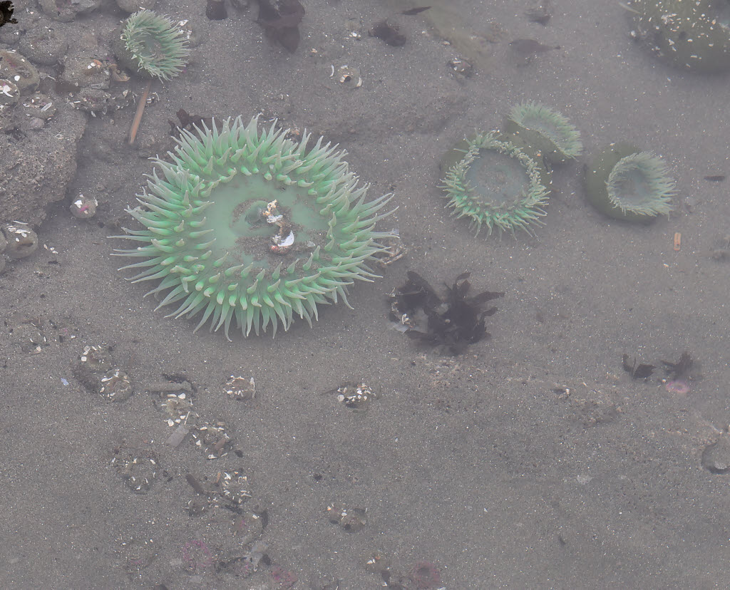 Sea Anemone