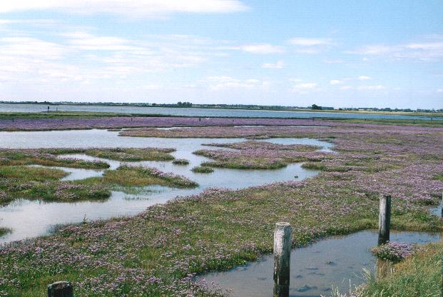 Sea Lavender