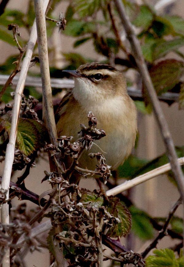 Sedge Warbler