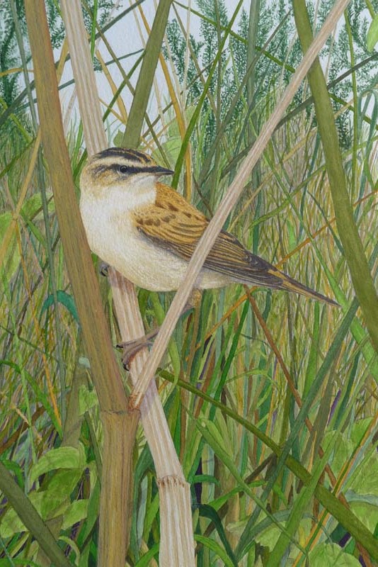 Sedge Warbler