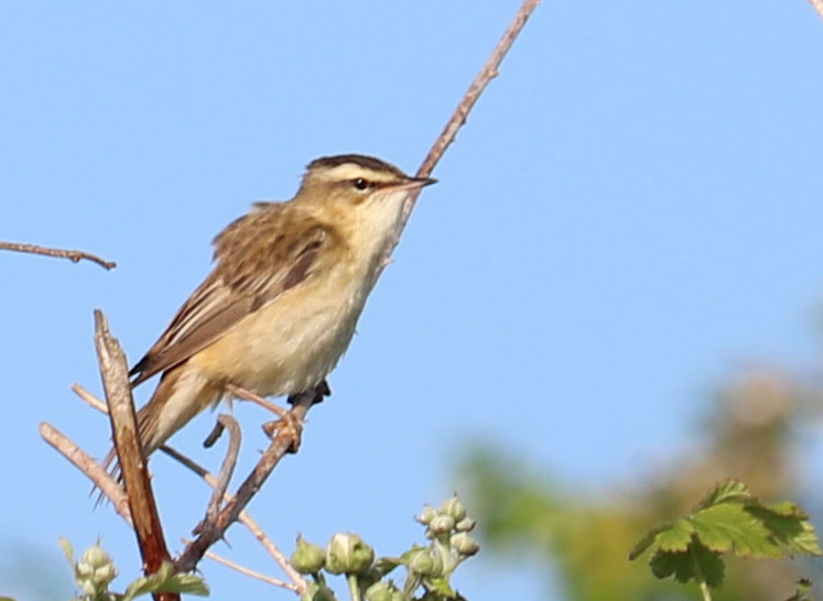 Sedge Warbler