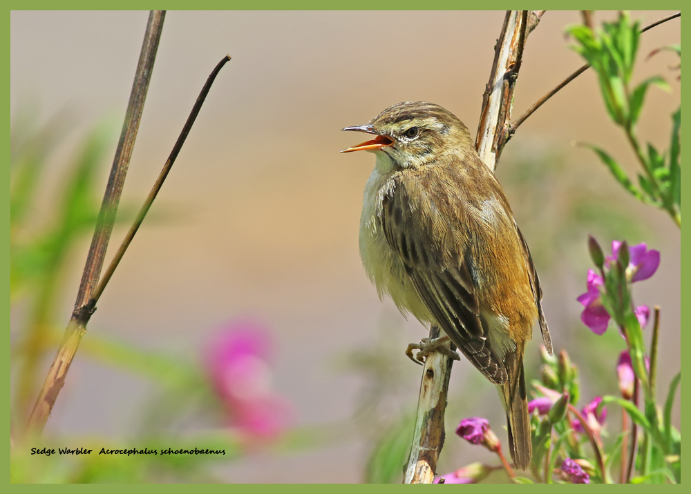 Sedge Warbler