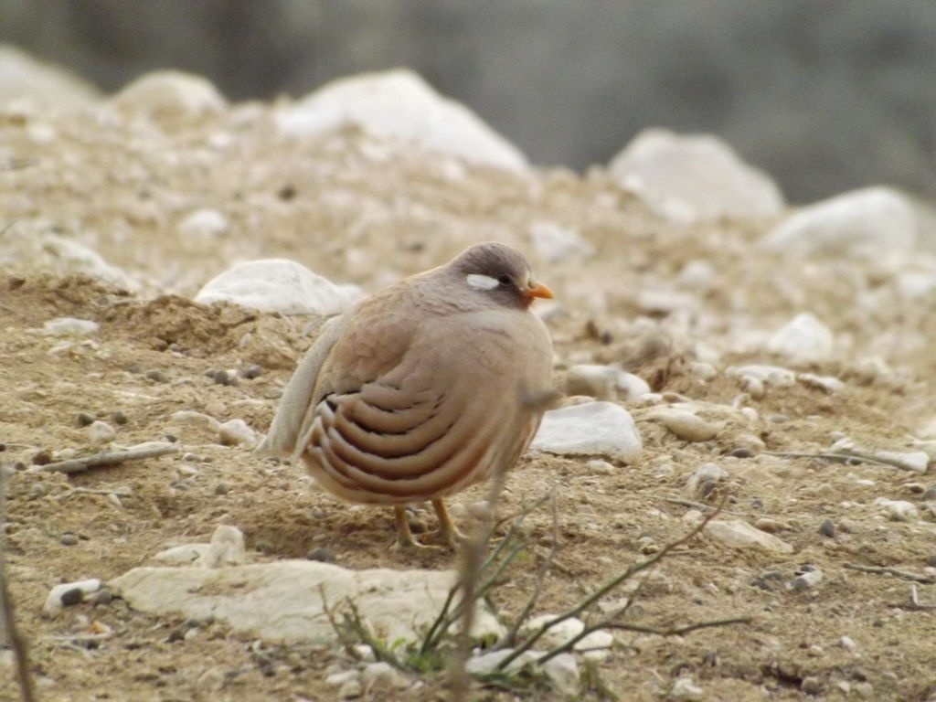 See-see partridge