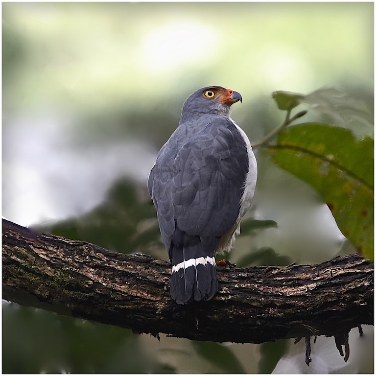 Semiplumbeous Hawk