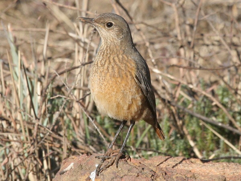 Sentinel Rock-Thrush Female