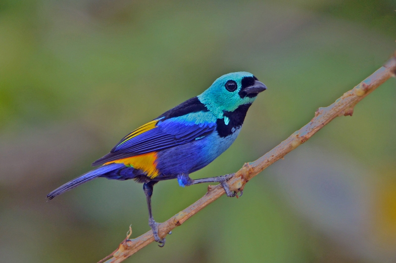 Seven-colored Tanager