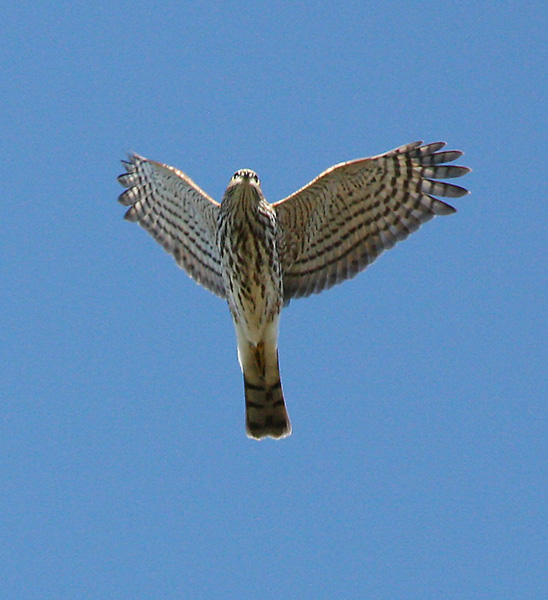 Sharp-shinned Hawk