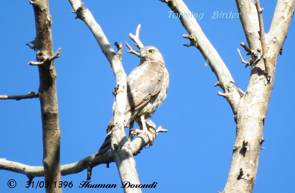 Shikra, Female and Juvenile