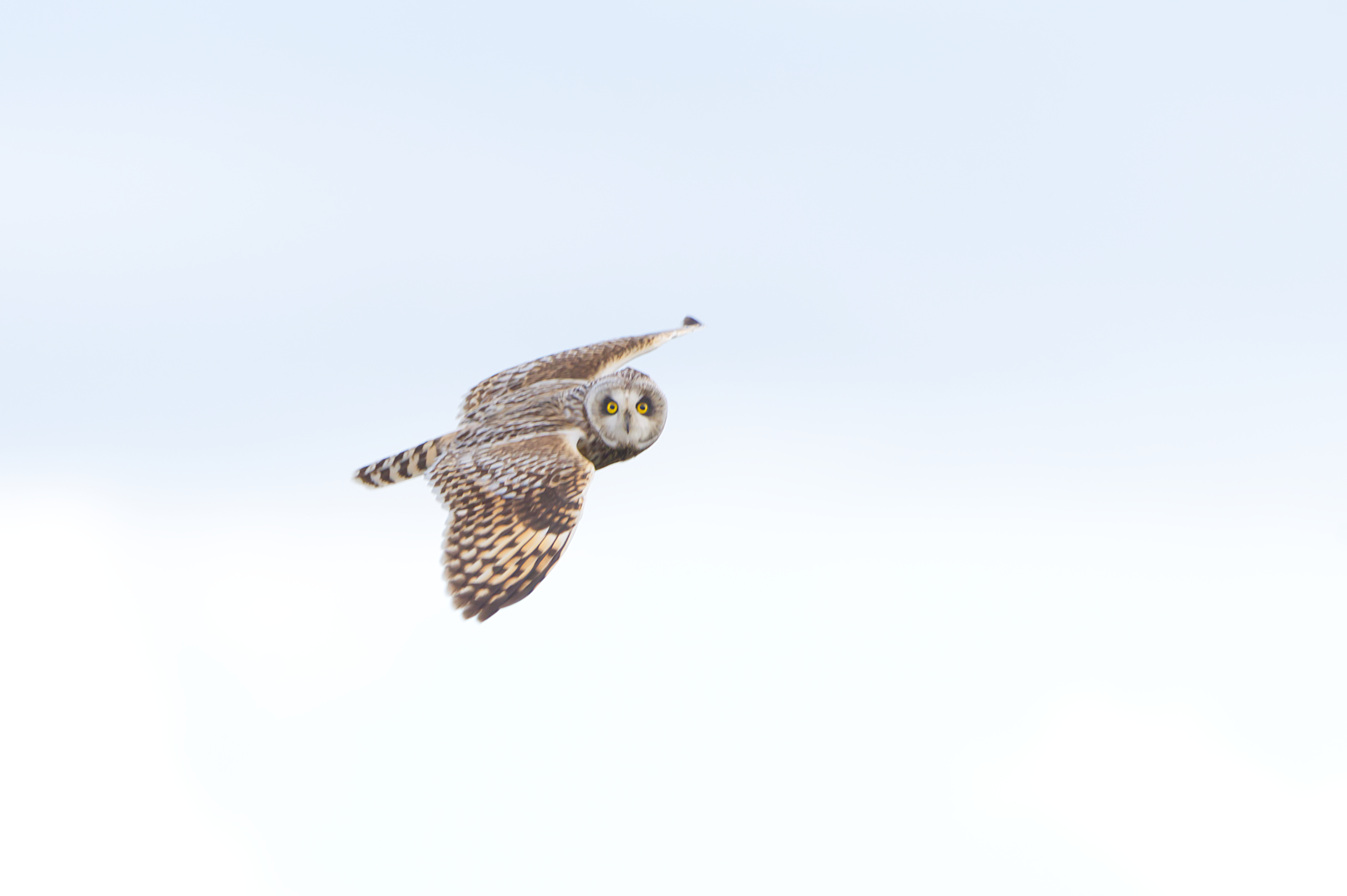 Short-Eared Owl in Flight