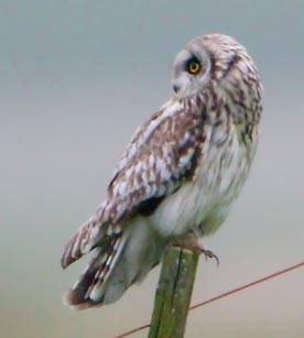 Short-eared Owl