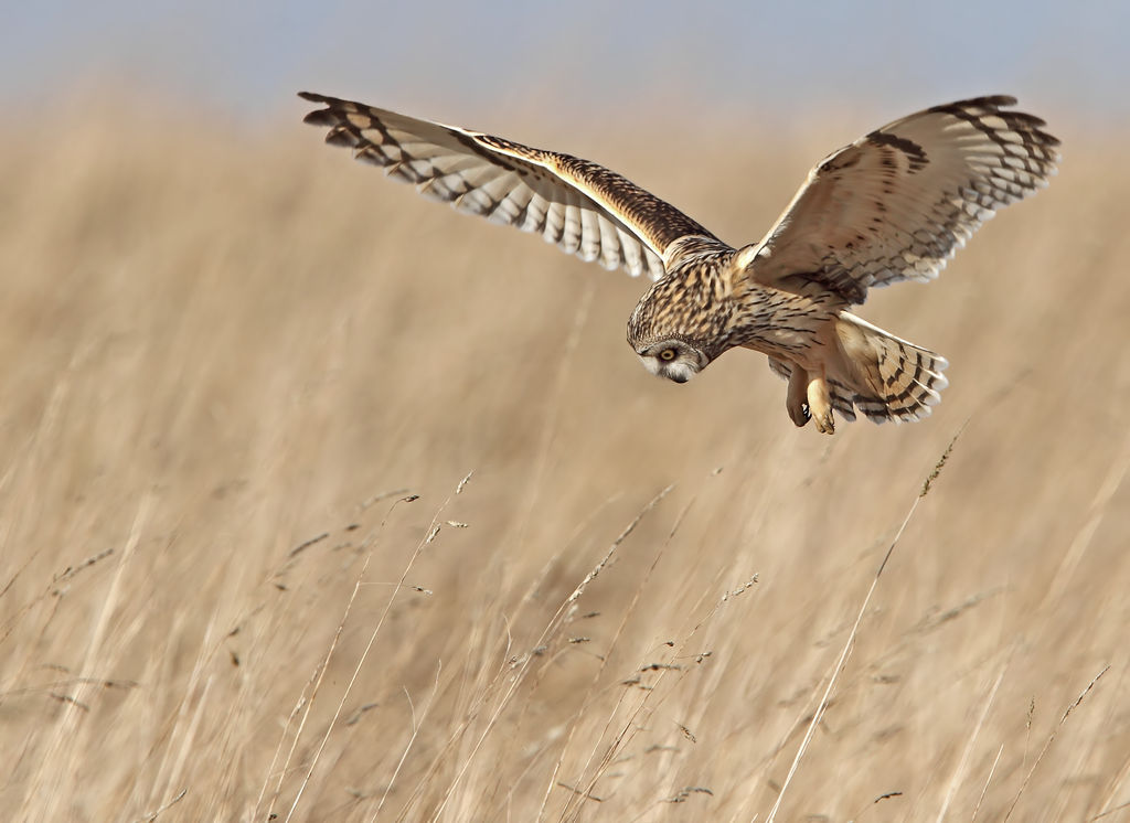 Short Eared  Owl