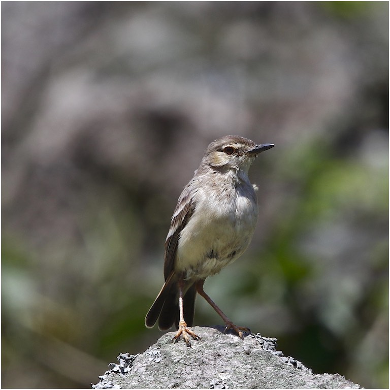 Short-tailed Field Tyrant