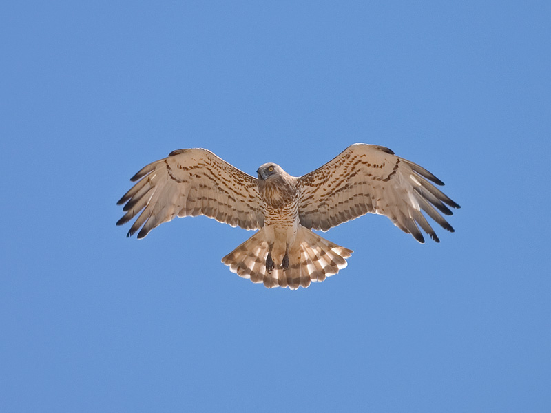 Short-toed eagle