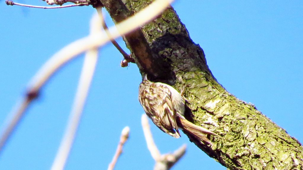 Short-toed Treecreeper