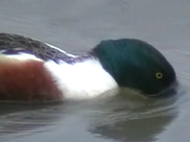 Shoveler