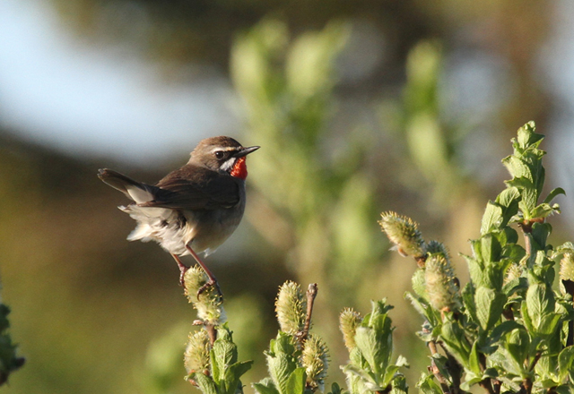 Siberian rubythroat