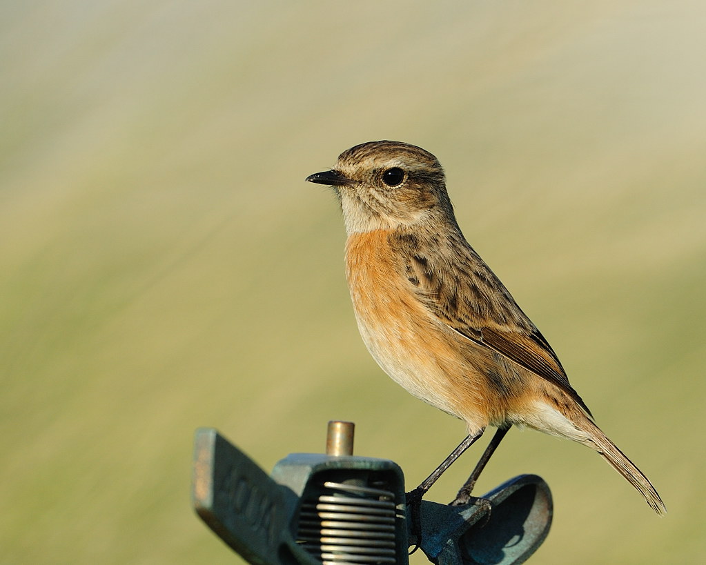 Siberian Stonechat