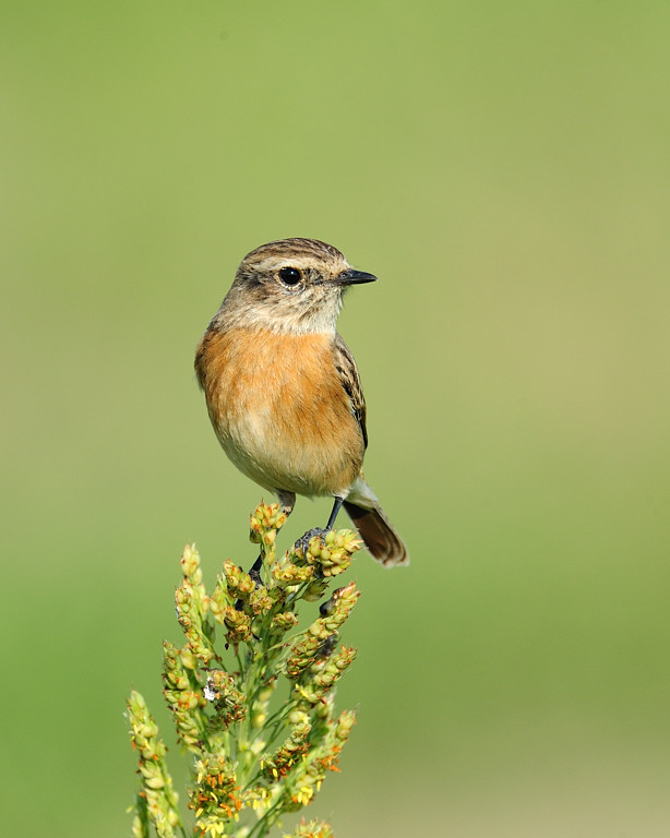 Siberian stonechat