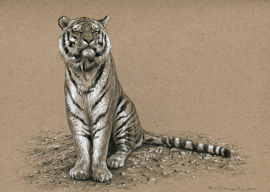 Siberian tiger study