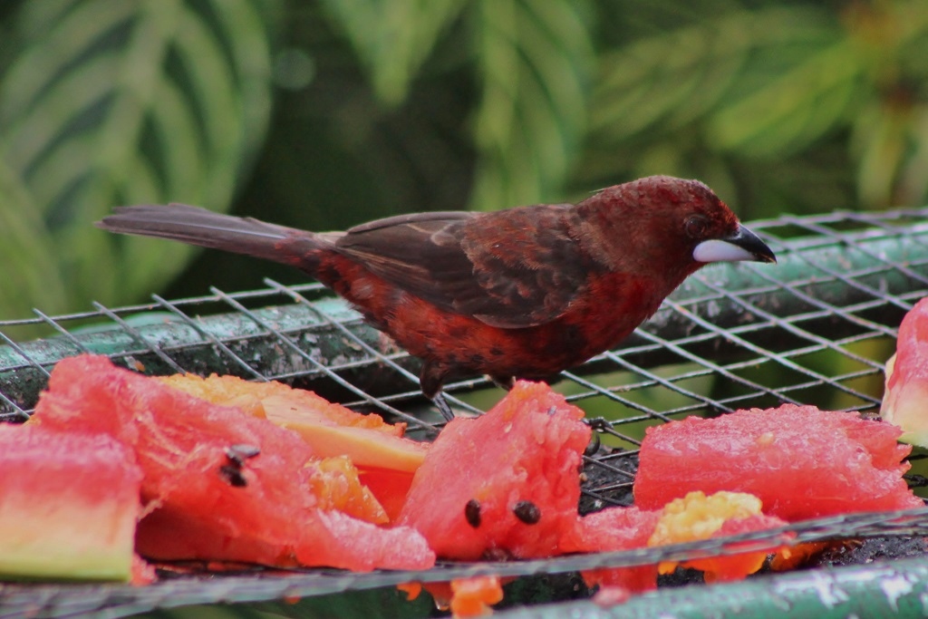 Silver-beaked Tanager (male)