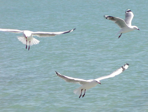 Silver-Gulls aerial ballet