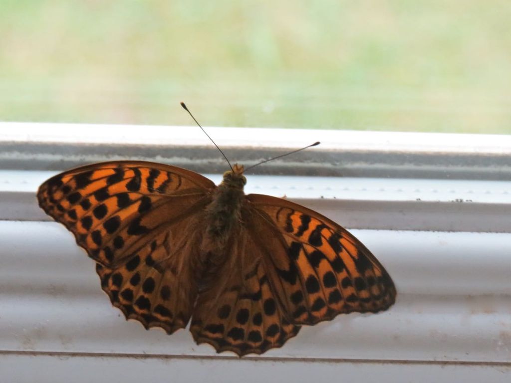 Silver-washed fritillary