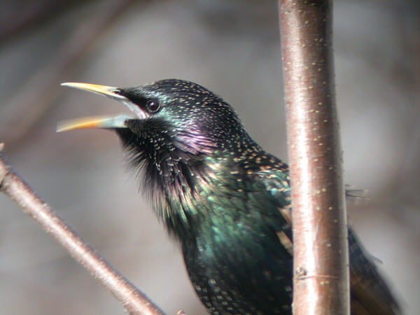 sing starling sing