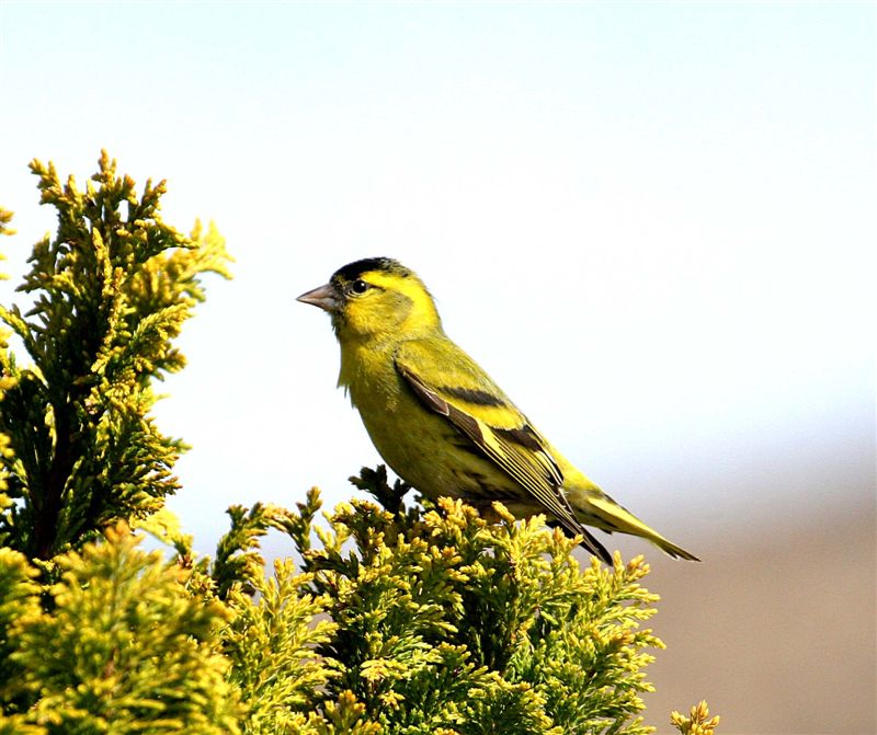 Siskin