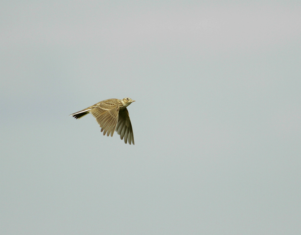 Skylark