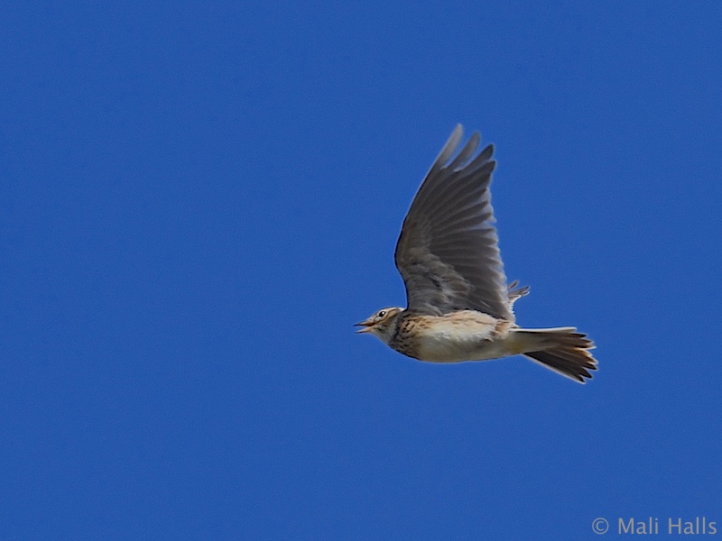 Skylark