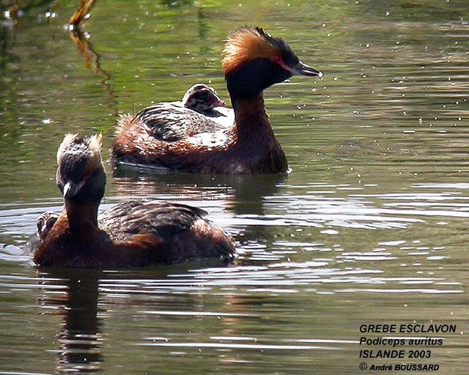 SLAVONIAN GREBE FAMILY