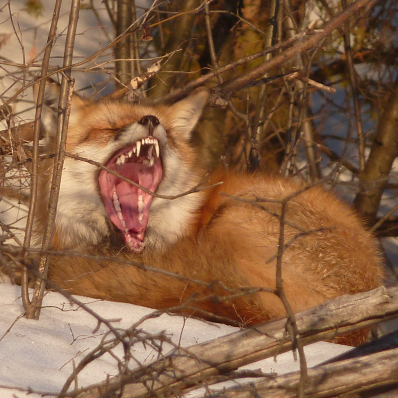 Sleepy fox