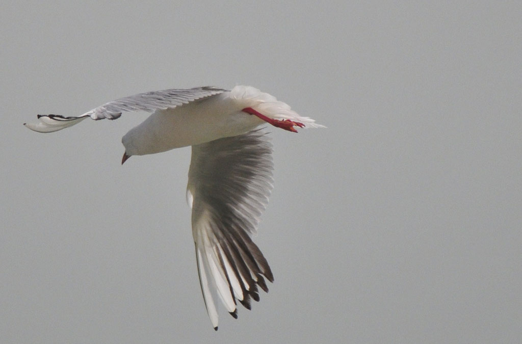 Slender-billed Gull