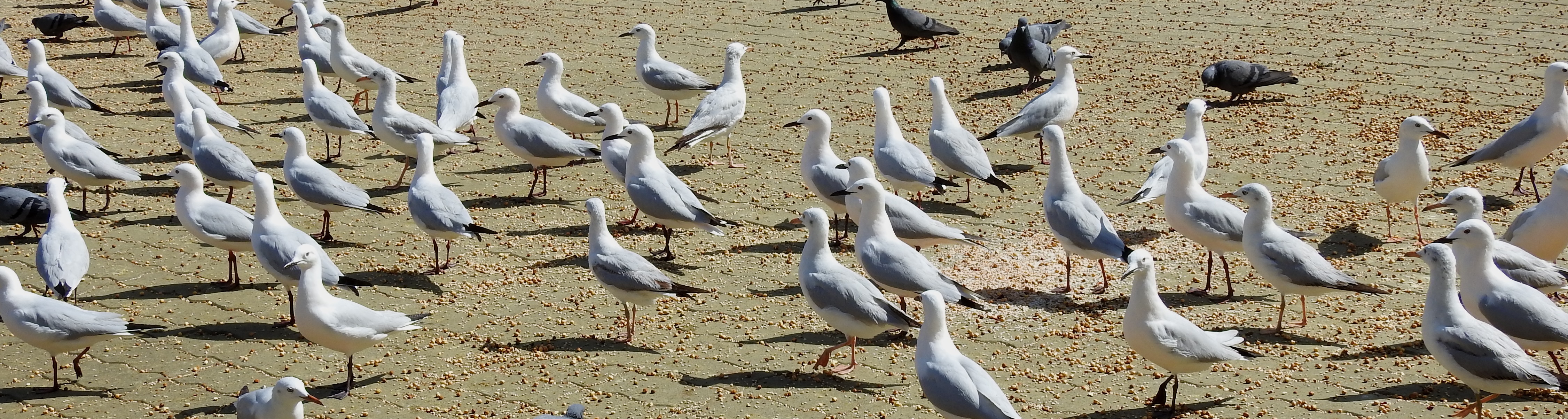 Slender-billed Gulls