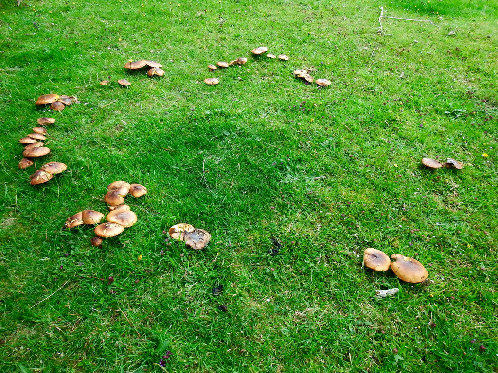 Slippery Jack Fairy Ring